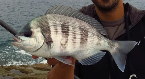 Black seabream — Roberto Merciai / Wikimedia Commons / CC BY-SA 4.0