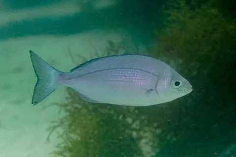 Black seabream — Diego Delso / Wikimedia Commons / CC BY-SA 4.0