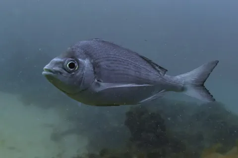 Black seabream — Diego Delso / Wikimedia Commons / CC BY-SA 4.0