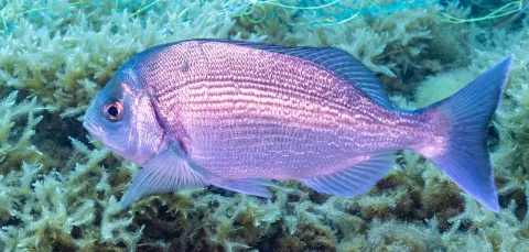 Black seabream — Diego Delso / Wikimedia Commons / CC BY-SA 4.0