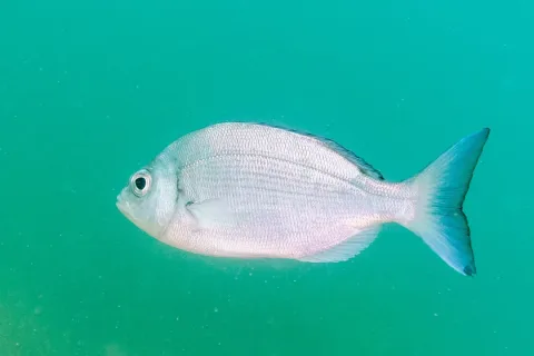 Black seabream — Diego Delso / Wikimedia Commons / CC BY-SA 4.0