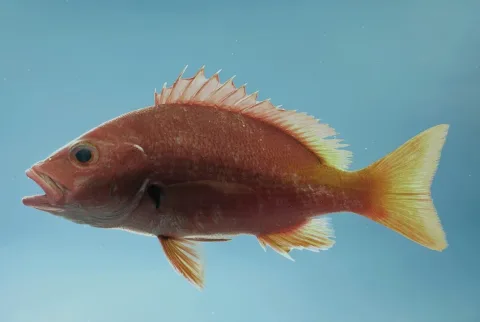 Blackfin snapper — SEFSC Pascagoula Laboratory; Collection of Brandi Noble, NOAA/NMFS/SEFSC. / Wikimedia Commons / Public domain