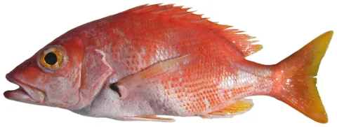 Blackfin snapper — Williams, J. T.; Carpenter, K. E.; Van Tassell, J. L.; Hoetjes, P.; Toller, W.; Etnoyer, P.; Smith, M. / Wikimedia Commons / CC BY 2.5