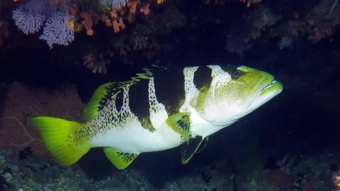 Blacksaddled coralgrouper — Jerome Paillet (IFREMER, Laboratoire d'Océanographie Physique et Spatiale, Centre Bretagne - ZI de la Pointe du Diable - / Wikimedia Commons / CC BY 4.0