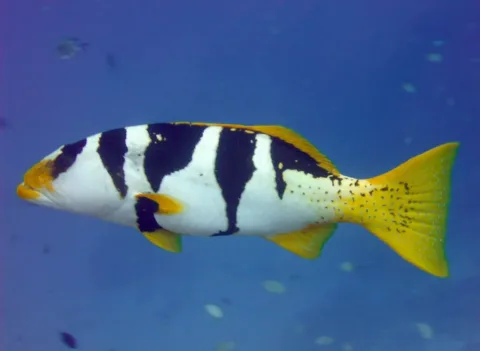Blacksaddled coralgrouper — Richard Ling / Wikimedia Commons / CC BY-SA 2.0