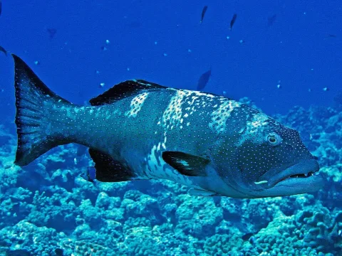 Blacksaddled coralgrouper — Hectonichus / Wikimedia Commons / CC BY-SA 4.0