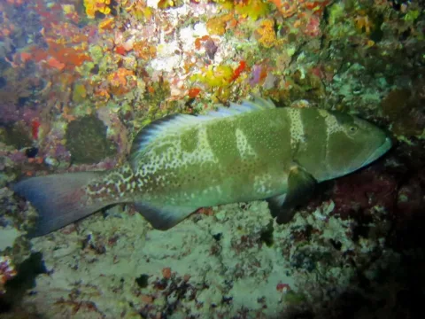 Blacksaddled coralgrouper — Julien Bidet / Wikimedia Commons / CC BY-SA 4.0