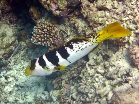 Blacksaddled coralgrouper — MDC Seamarc Maldives / Wikimedia Commons / CC BY-SA 4.0