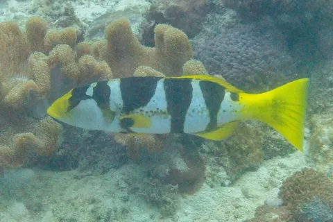 Blacksaddled coralgrouper — Diego Delso / Wikimedia Commons / CC BY-SA 4.0