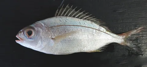 Blackspot seabream — Isabelle Cheret, Luisa Metral, null / Wikimedia Commons / CC BY 4.0