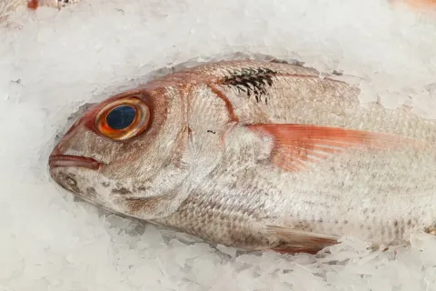 Blackspot seabream — Llez / Wikimedia Commons / CC BY-SA 3.0
