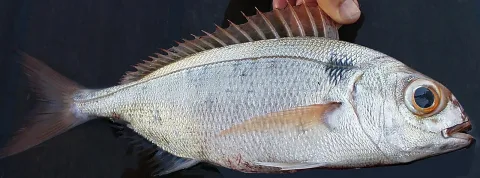 Blackspot seabream — Isabelle Cheret, null / Wikimedia Commons / CC BY 4.0
