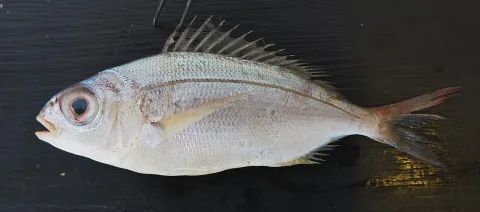 Blackspot seabream — Isabelle Cheret, Luisa Metral, null / Wikimedia Commons / CC BY 4.0