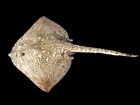 Blonde ray — Hans Hillewaert / Wikimedia Commons / CC BY-SA 4.0
