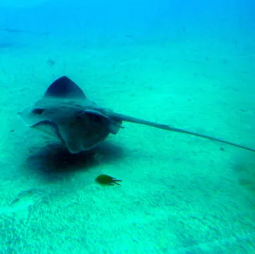 Blonde ray — Николай Максимович / Wikimedia Commons / CC BY 3.0