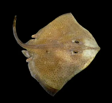 Blonde ray — Citron / Wikimedia Commons / CC BY-SA 3.0
