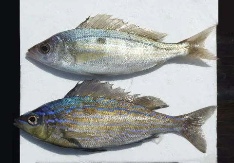 Blotched picarel — Isabelle Cheret (IFREMER, Laboratoire Halieutique Mediterranee, Station de Sète, 34203 Sète Cedex, France) / Wikimedia Commons / CC BY 4.0