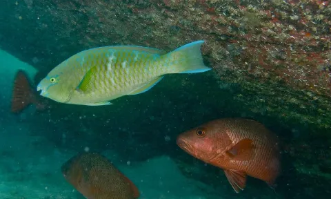 Blue-barred parrotfish — Bernard DUPONT from FRANCE / Wikimedia Commons / CC BY-SA 2.0