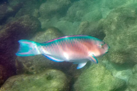 Blue-barred parrotfish — Paul Asman and Jill Lenoble / Wikimedia Commons / CC BY 2.0