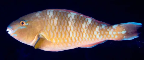 Blue-barred parrotfish — Rickard Zerpe / Wikimedia Commons / CC BY 2.0