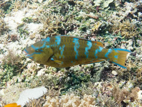 Blue-barred parrotfish — Rickard Zerpe / Wikimedia Commons / CC BY 2.0