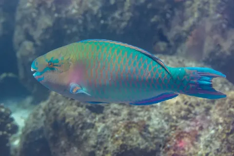 Blue-barred parrotfish — Diego Delso / Wikimedia Commons / CC BY-SA 4.0