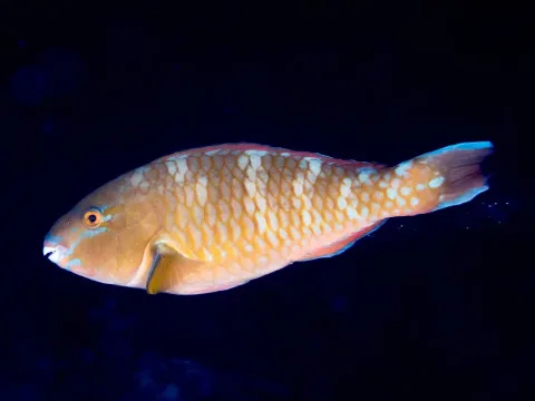Blue-barred parrotfish — Rickard Zerpe / Wikimedia Commons / CC BY 2.0