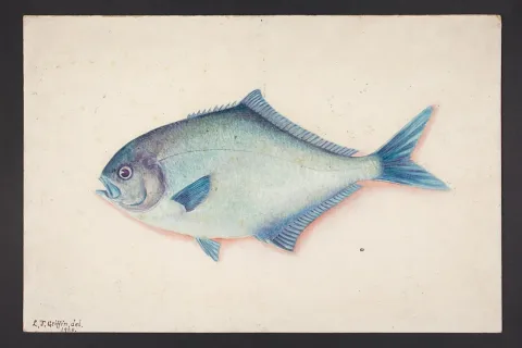 Blue maomao — Auckland Museum  Collections from Auckland, Aotearoa New Zealand / Wikimedia Commons / Public domain