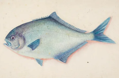Blue maomao — Auckland Museum  Collections from Auckland, Aotearoa New Zealand / Wikimedia Commons / Public domain