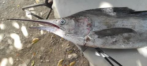 Blue marlin — Brian Oakes Haiti Hunter / Wikimedia Commons / CC BY 4.0