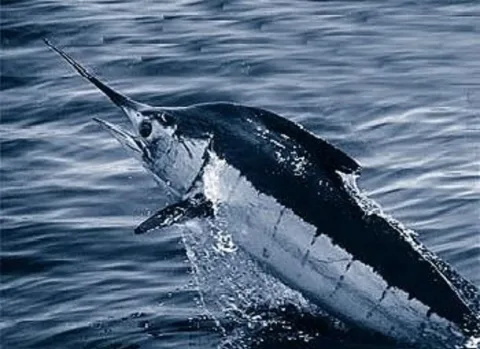 Blue marlin — NOAA / Wikimedia Commons / Public domain