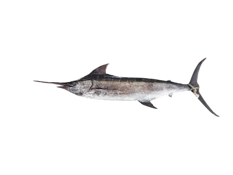 Blue marlin — Hugues Evano (IFREMER, Délégation océan Indien (DOI), Département Ressources Biologiques et Environnement (RBE), F-97420 / Wikimedia Commons / CC BY 4.0