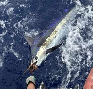 Blue marlin — quokka2 / Wikimedia Commons / CC BY 4.0