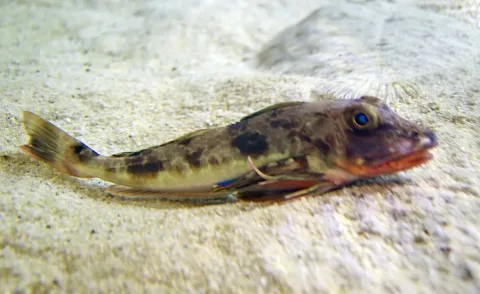 Bluefin gurnard — Amada44 / Wikimedia Commons / CC BY-SA 3.0