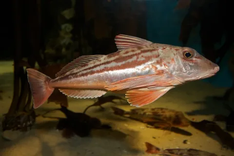 Bluefin gurnard — Brian Gratwicke / Wikimedia Commons / CC BY 2.0