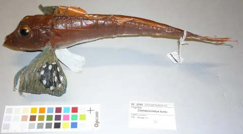Bluefin gurnard — Tom Trnski / Wikimedia Commons / CC BY 4.0