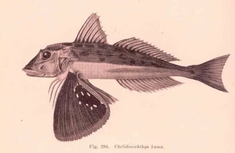Bluefin gurnard — Edgar Ravenswood Waite / Wikimedia Commons / Public domain