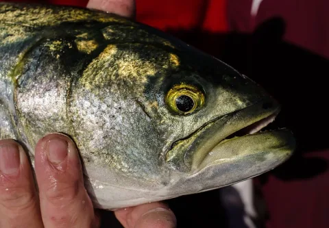 Bluefish — Jack Flanagan / Wikimedia Commons / CC BY 2.0