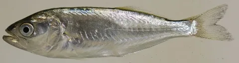 Bluefish — Smithsonian Environmental Research Center / Wikimedia Commons / CC BY 2.0