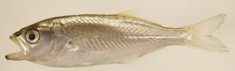 Bluefish — Smithsonian Environmental Research Center / Wikimedia Commons / CC BY 2.0
