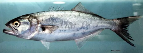 Bluefish — SEFSC Pascagoula Laboratory; Collection of Brandi Noble, NOAA/NMFS/SEFSC. / Wikimedia Commons / Public domain