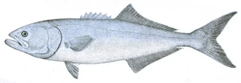 Bluefish — NOAA / Wikimedia Commons / Public domain