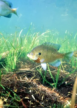 Bluegill — Engbretson, Eric / Wikimedia Commons / Public domain