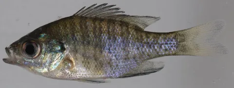 Bluegill — Smithsonian Environmental Research Center / Wikimedia Commons / CC BY 2.0