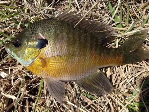Bluegill — Fredlyfish4 / Wikimedia Commons / CC BY-SA 3.0