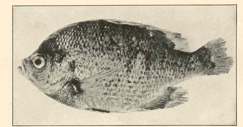Bluegill — H. S. Davis / Wikimedia Commons / Public domain