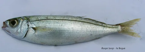Bogue — Isabelle Cheret / Wikimedia Commons / CC BY 4.0