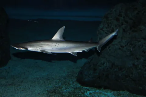 Bonnethead — Valerie Everett from Indianapolis, USA / Wikimedia Commons / CC BY-SA 2.0