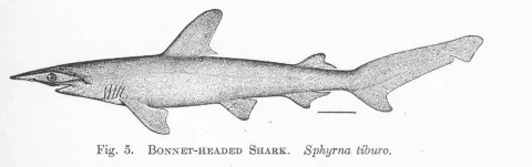 Bonnethead — Hugh McCormick Smith / Wikimedia Commons / Public domain