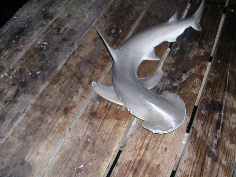 Bonnethead — MiMi / Wikimedia Commons / CC BY 2.0
